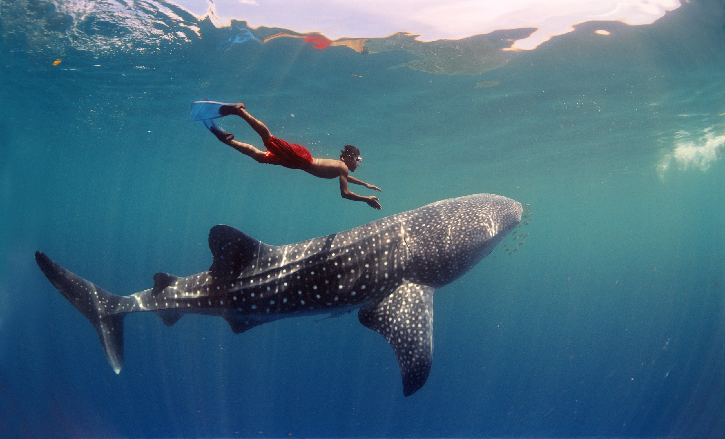 Les madrugan a permisionarios del tiburón ballena