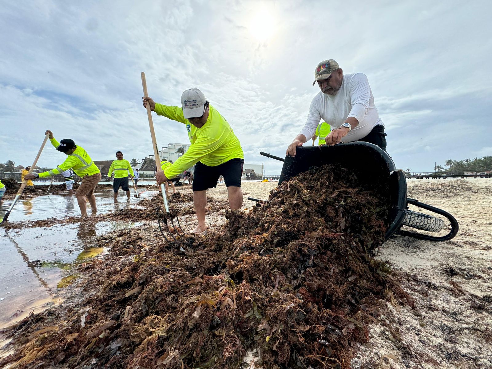 Gobierno de Isla Mujeres atiende recale atípico de sargazo en Playa Norte