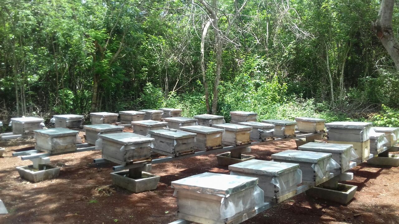 Amenaza ‘fórmula de miel’ a apicultores de la Zona Maya de Quintana Roo