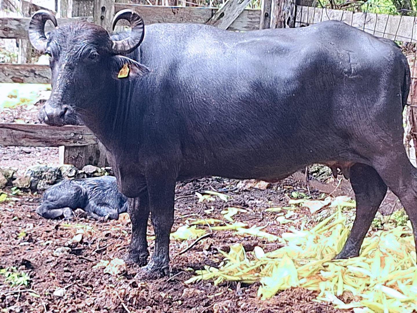 Nace el primer búfalo en la zona continental de Isla Mujeres