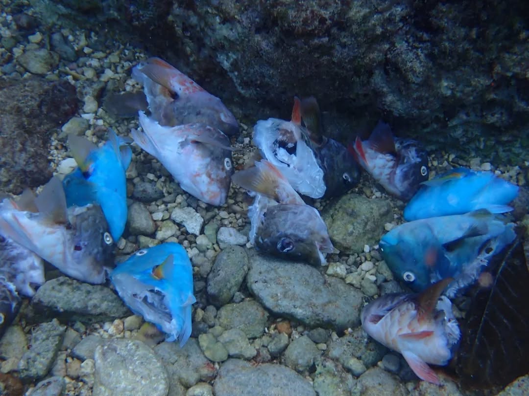 Denuncian ‘matanza’ de peces loro en Cozumel