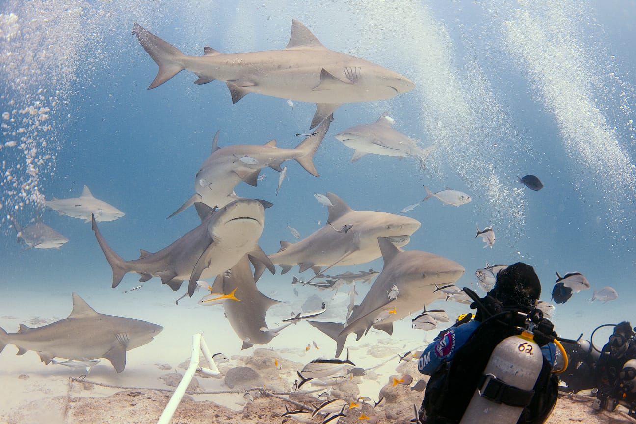 Playa del Carmen, con cantidad récord de tiburón toro en temporada de avistamiento