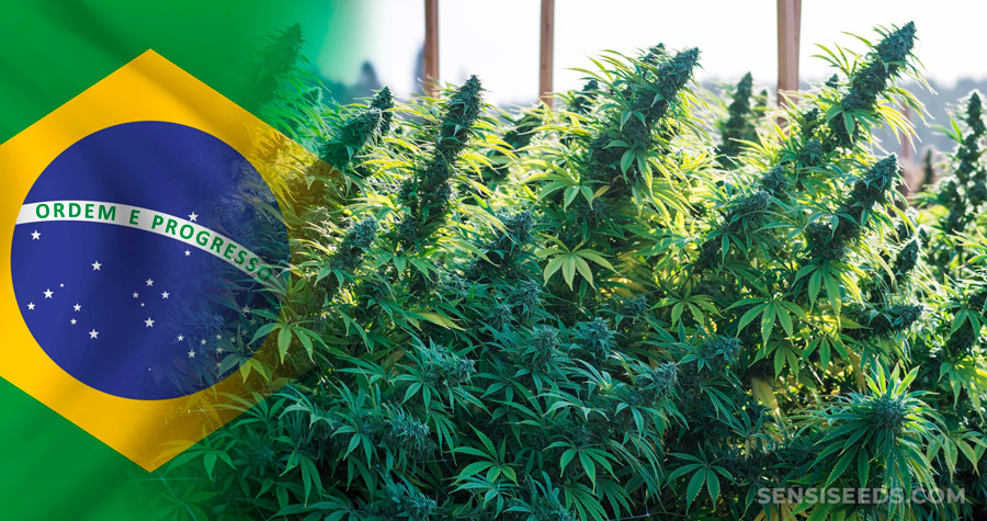 Brasil ratifica fallo de despenalización de marihuana para uso personal