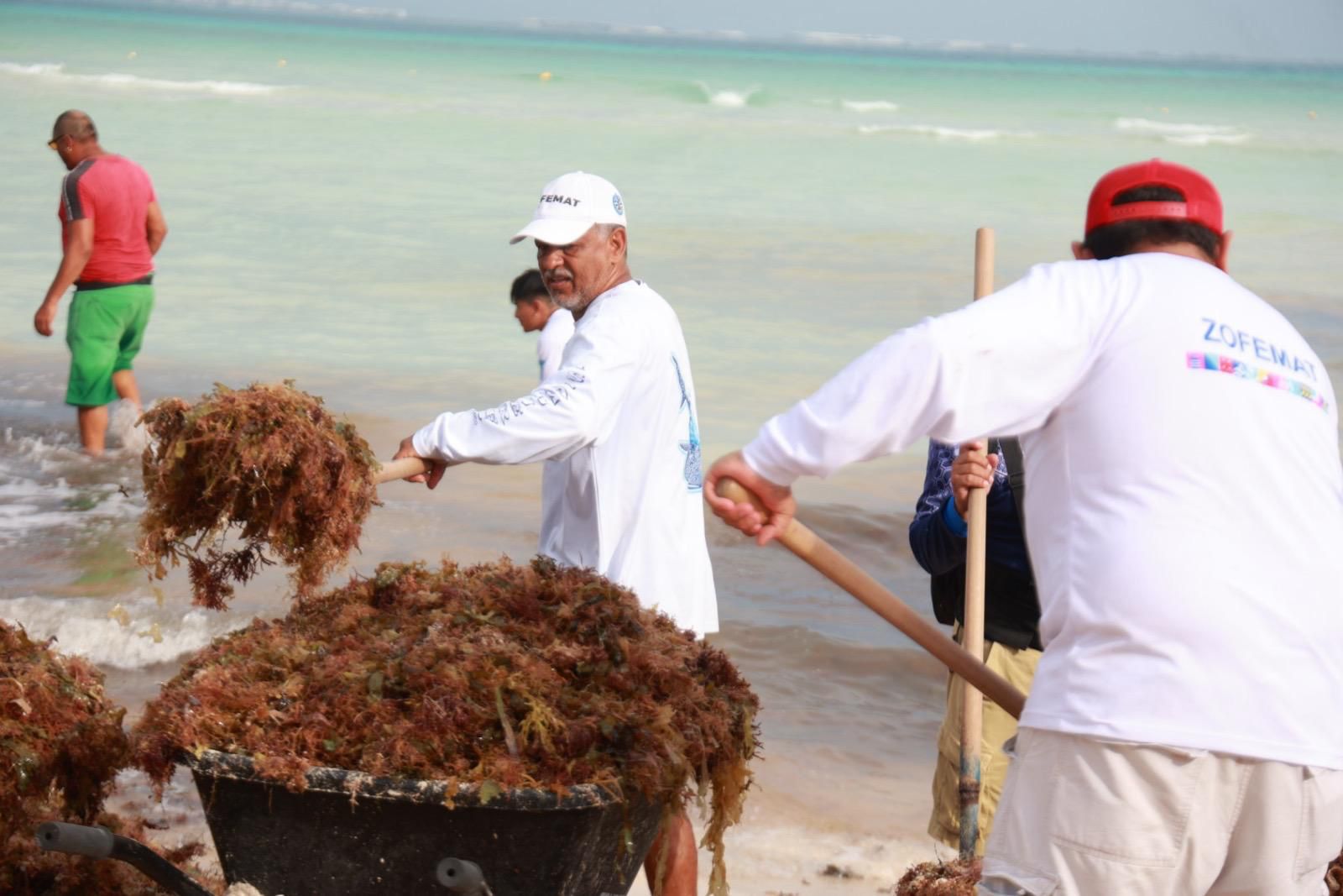 Gobierno Municipal atiende oportunamente recale atípico de sargazo en Playa Norte